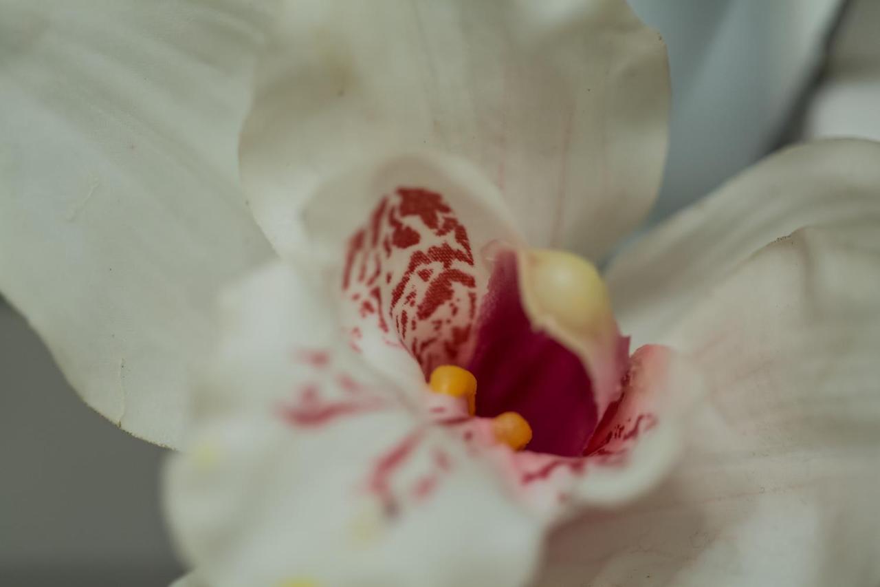 Iris Garden Retreat Corinth Exterior foto